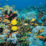 Fish and other marine life near a reef