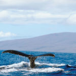 Humpback Whale Tail